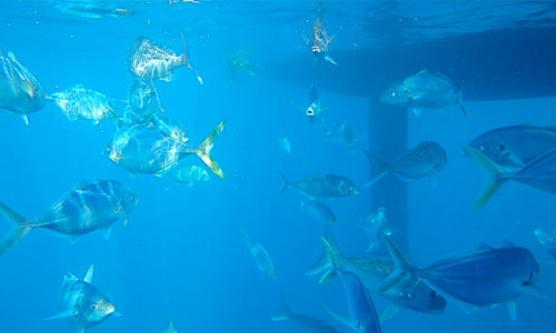 Swimming with fish on a Zindabar Yacht Charter